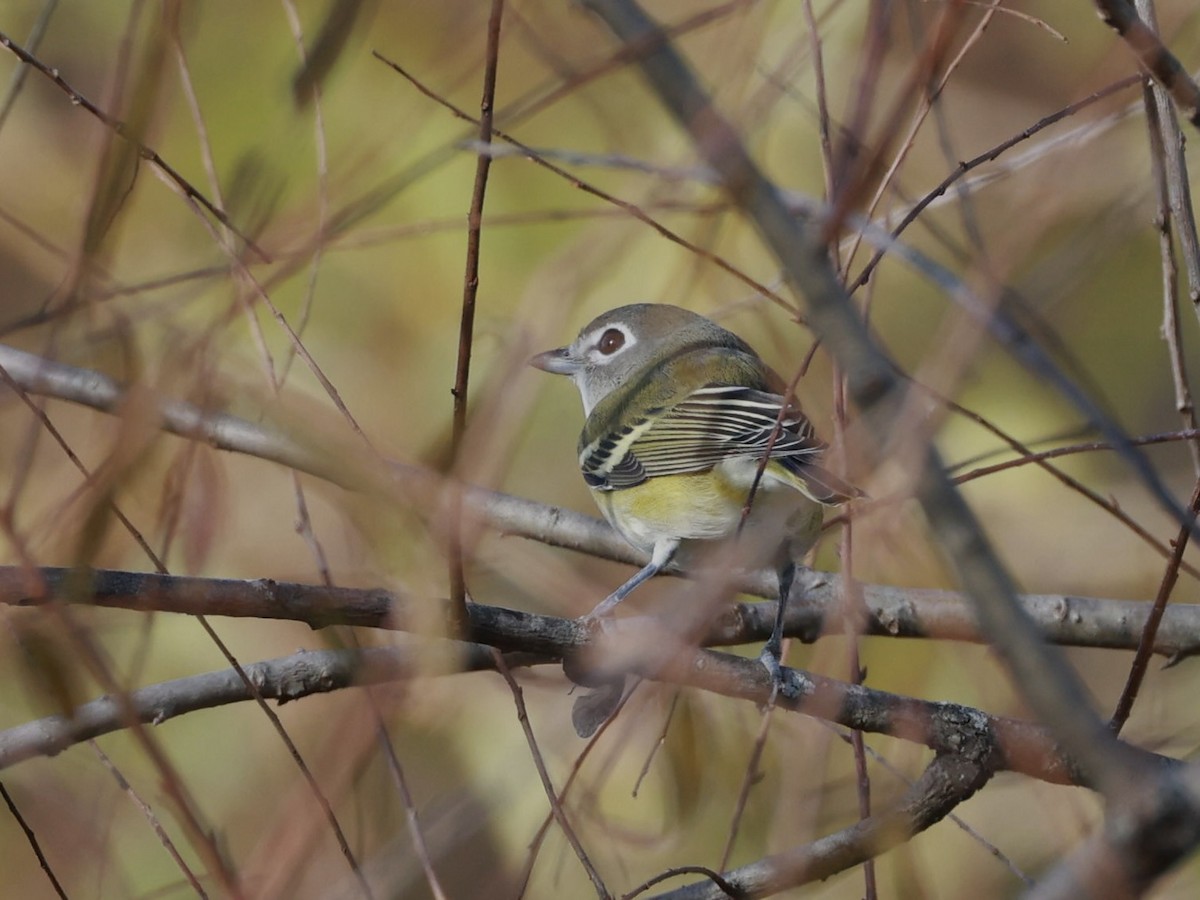 Blue-headed Vireo - ML643751504