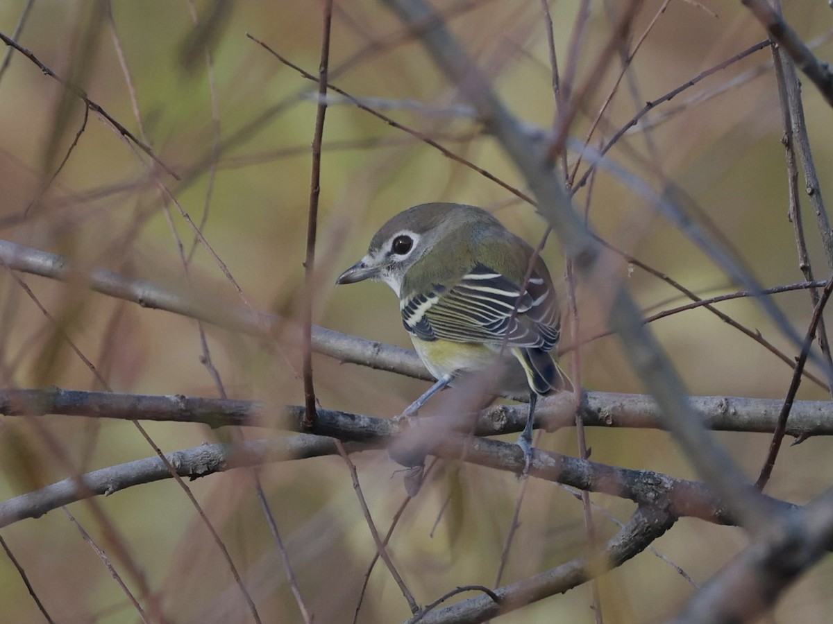 Blue-headed Vireo - ML643751506