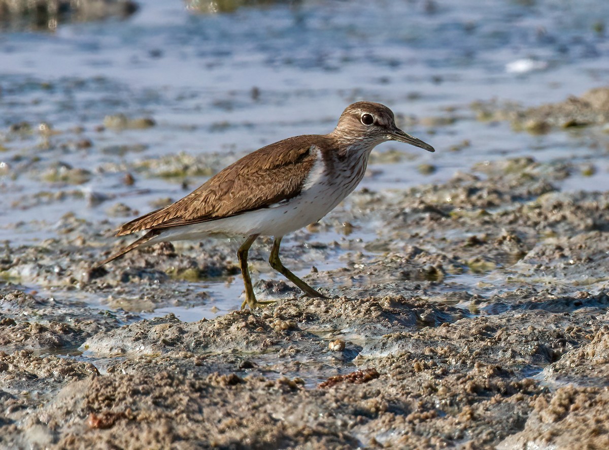 strandsnipe - ML643751509