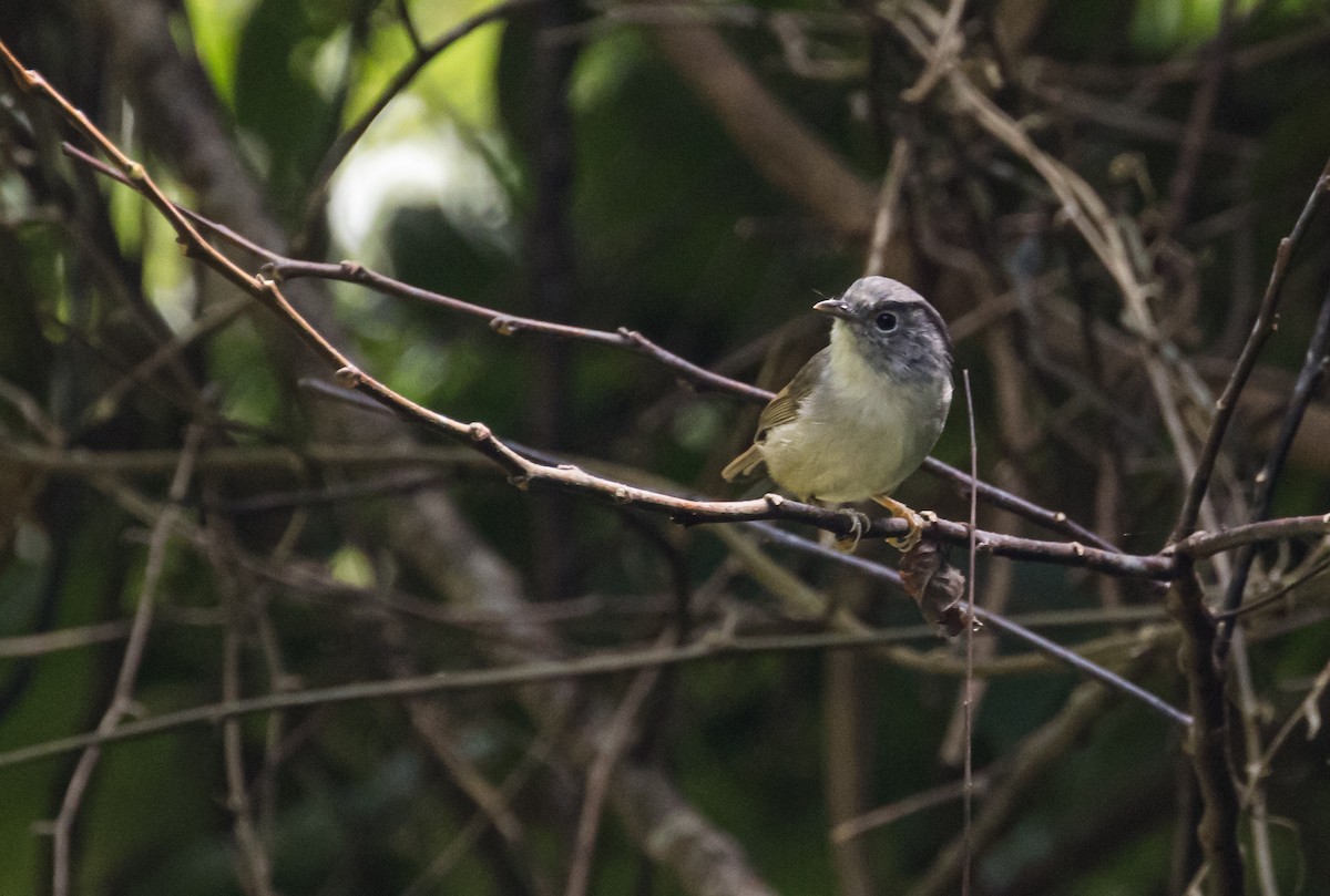 hvitbrystfulvetta - ML643751511
