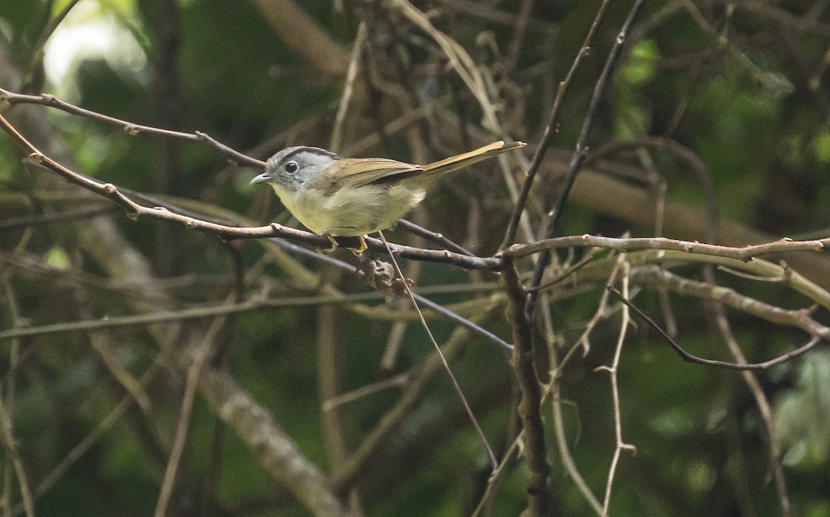 hvitbrystfulvetta - ML643751512
