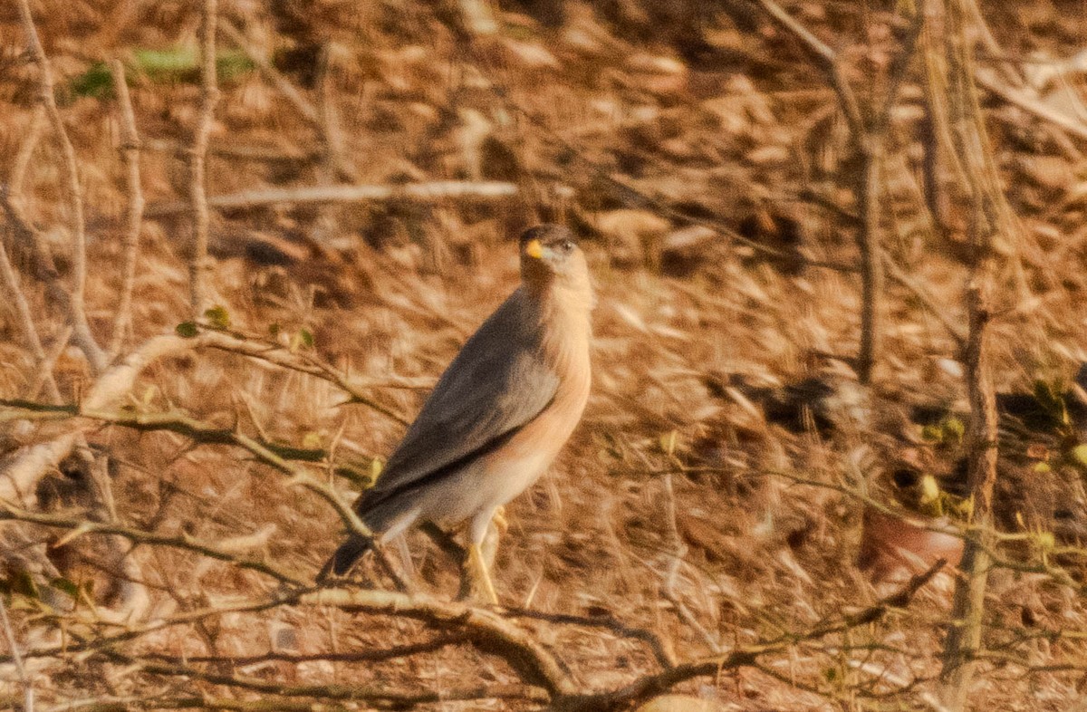 pagodestær - ML643751519
