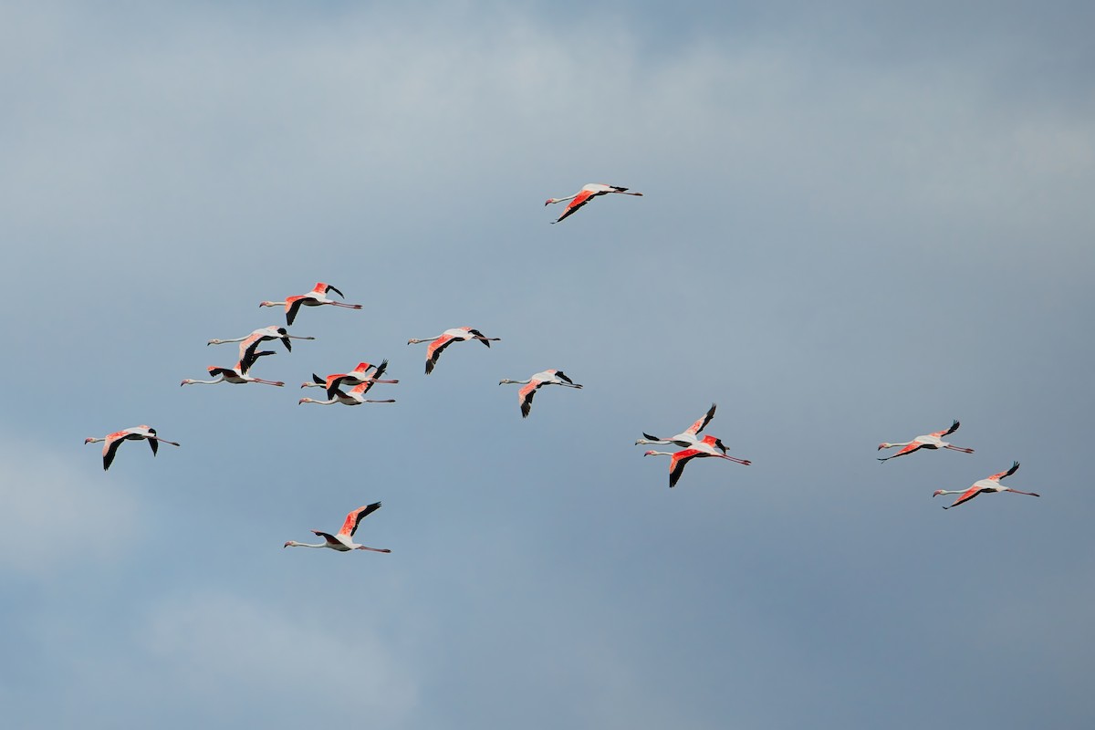 rosenflamingo - ML643751522