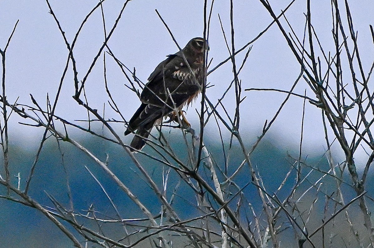 mørkmyrhauk - ML643751534