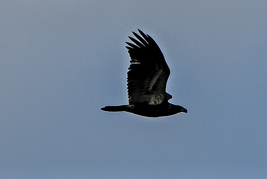 hvithodehavørn - ML643751538