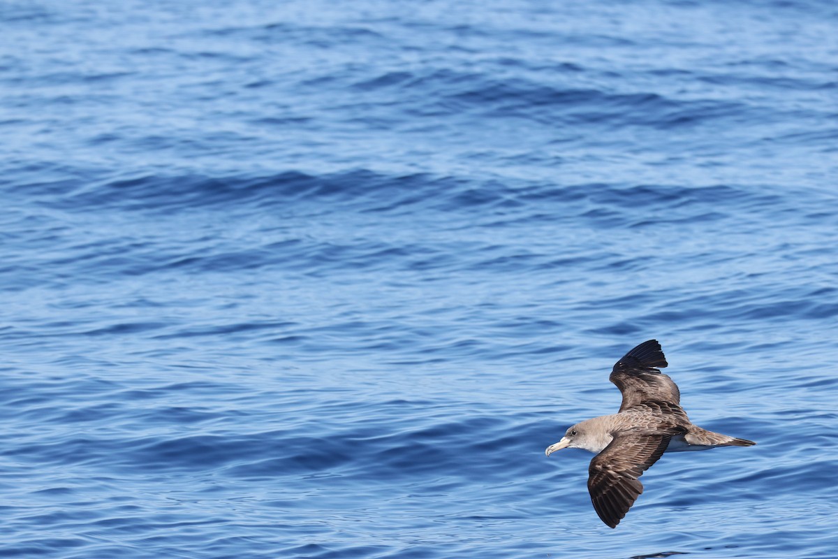 buřňák atlantský - ML643751543