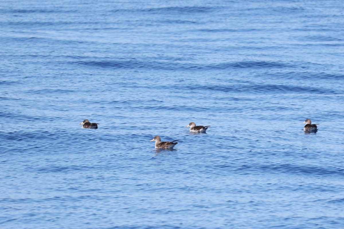 buřňák atlantský - ML643751544