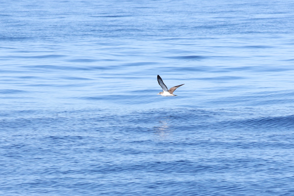 buřňák atlantský - ML643751545