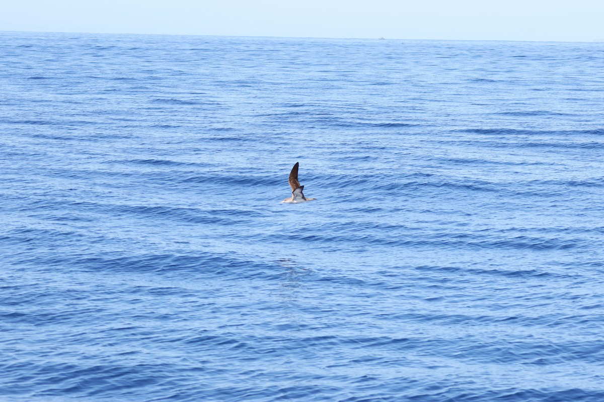 buřňák atlantský - ML643751546