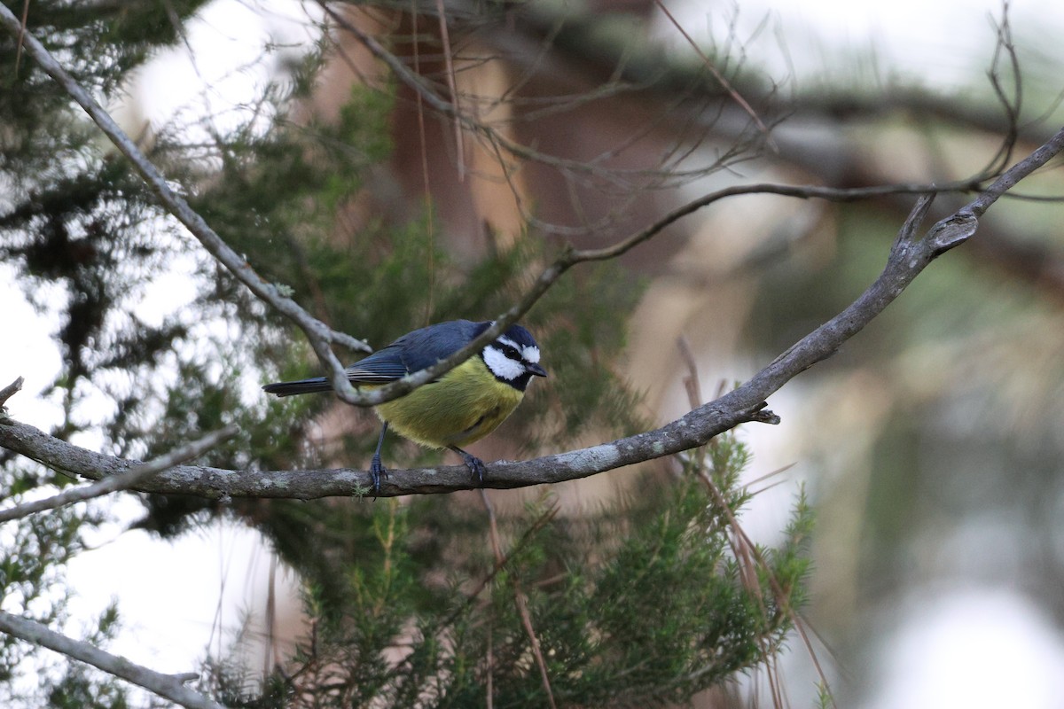 sýkora modrá - ML643751567