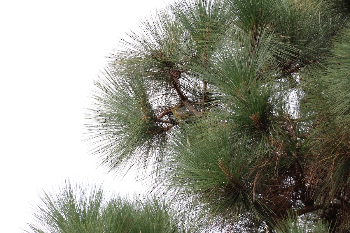 zvonek zelený - ML643751586