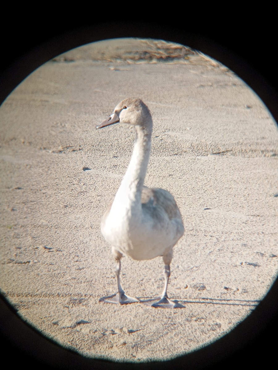Mute Swan - ML643751587