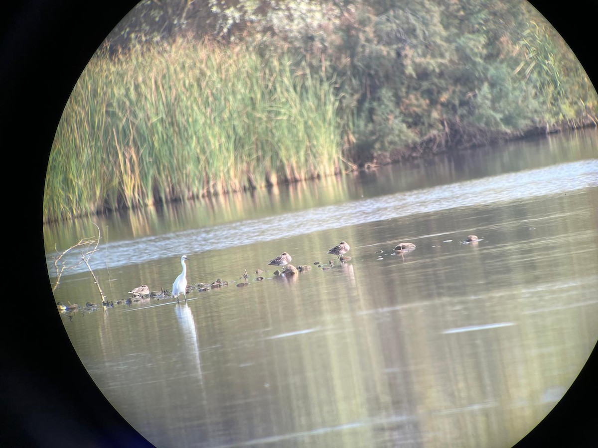 Marbled Duck - ML643751589