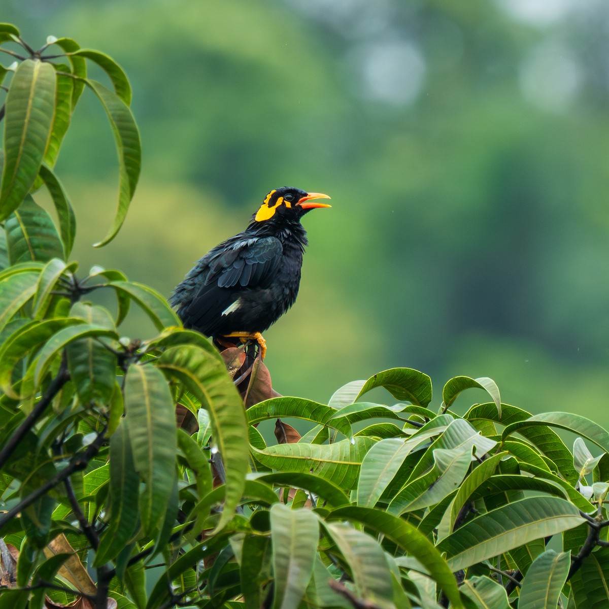 Southern Hill Myna - ML643751592