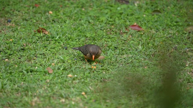 Kurrichane Thrush - ML643751604
