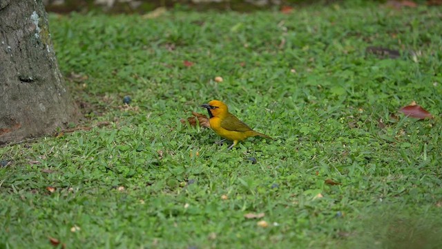 Spectacled Weaver (Black-throated) - ML643751608