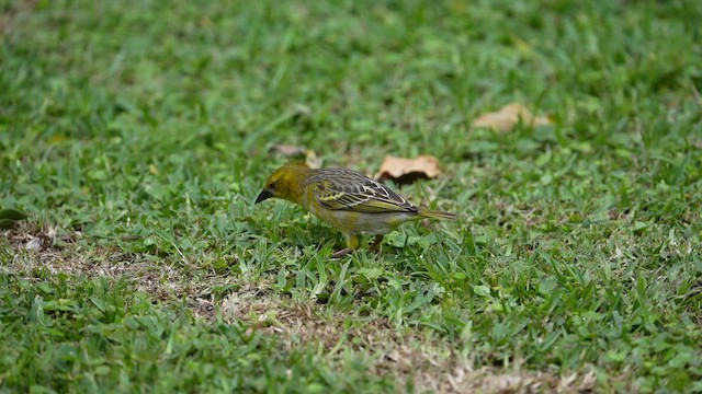 Village Weaver (Spot-backed) - ML643751612