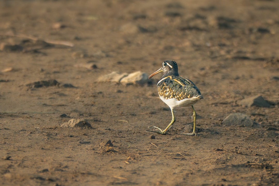 Greater Painted-Snipe - ML643751618