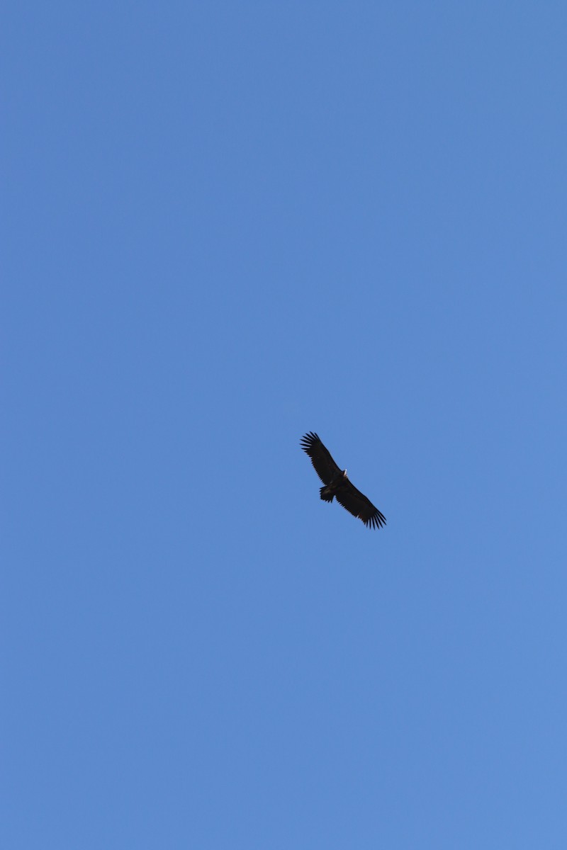 Lappet-faced Vulture - ML643751619