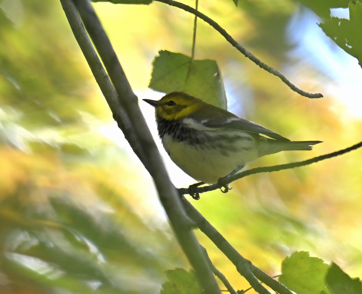 Black-throated Green Warbler - ML643751621