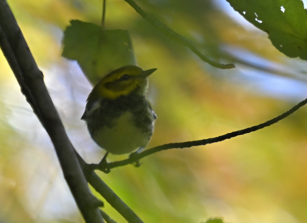 Black-throated Green Warbler - ML643751625