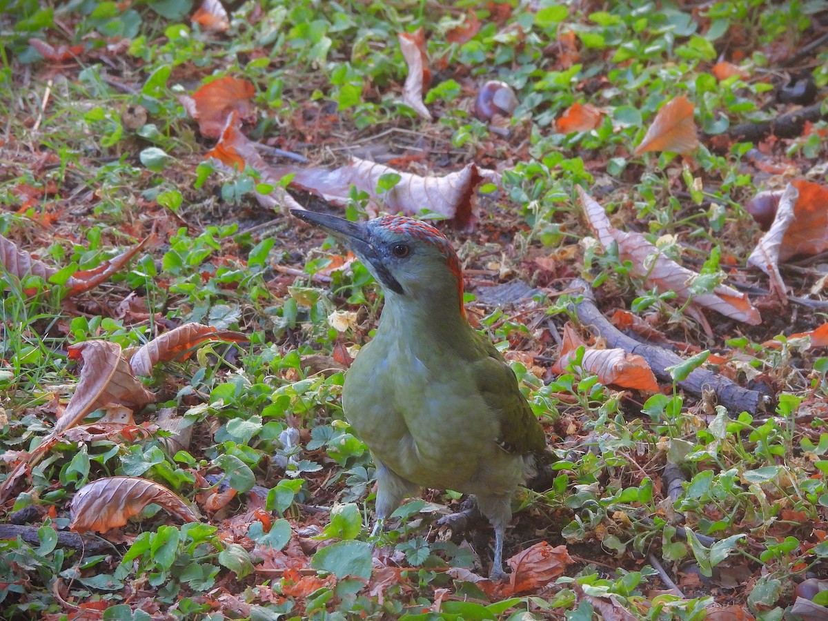Iberian Green Woodpecker - ML643751629