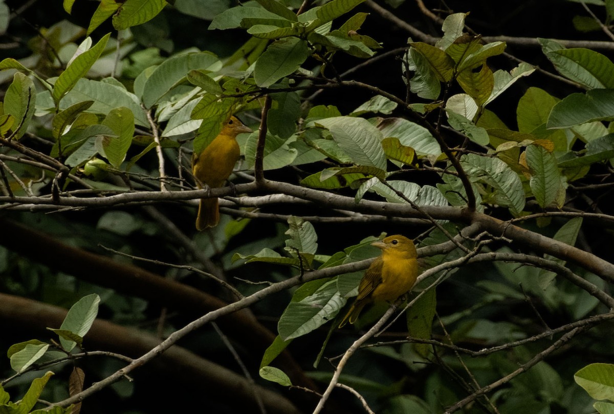 Summer Tanager - ML643751630
