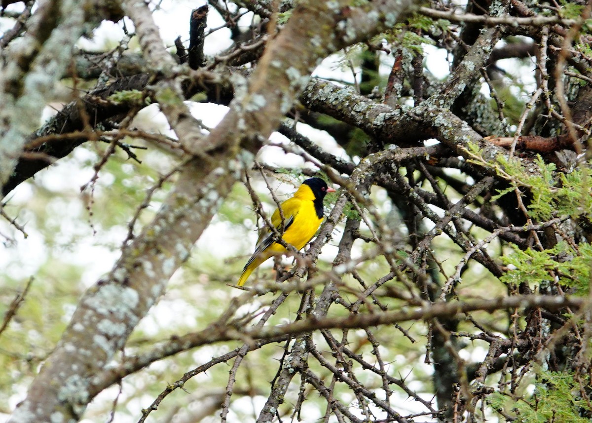 African Black-headed Oriole - ML643751632