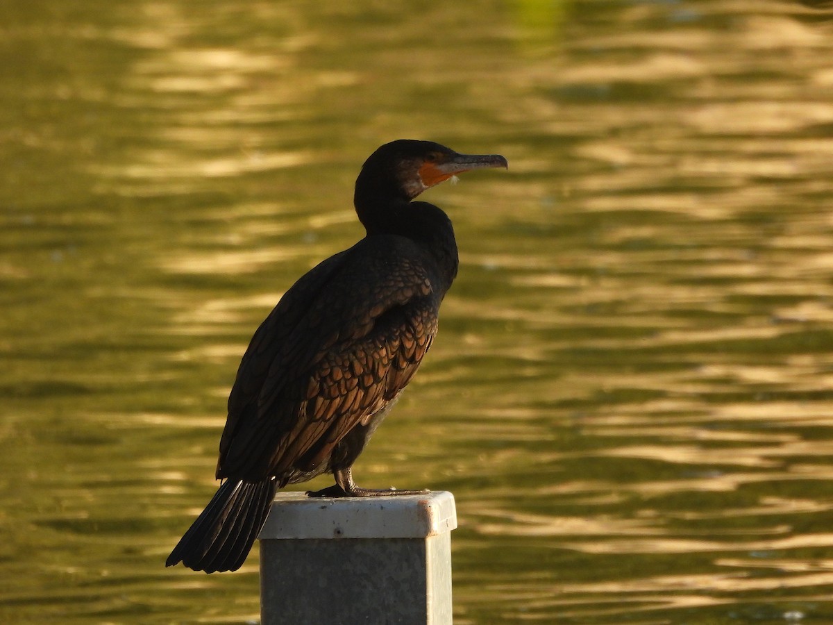 Cormorano - ML643751635