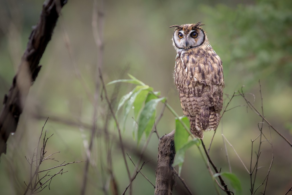 Striped Owl - ML643751637