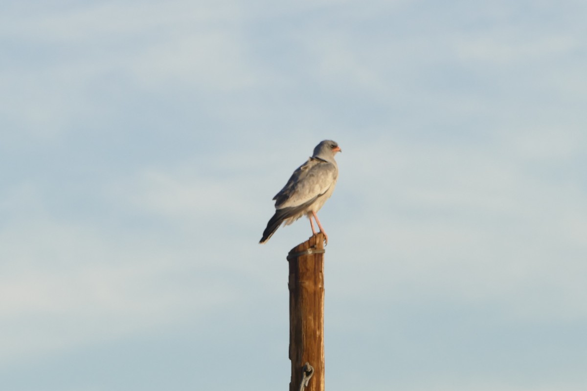 Pale Chanting-Goshawk - ML643751638