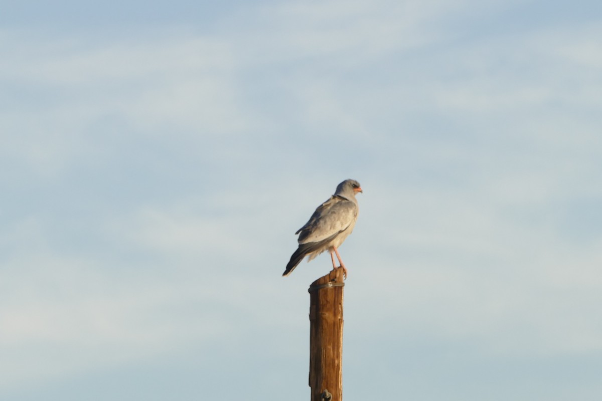 Pale Chanting-Goshawk - ML643751639