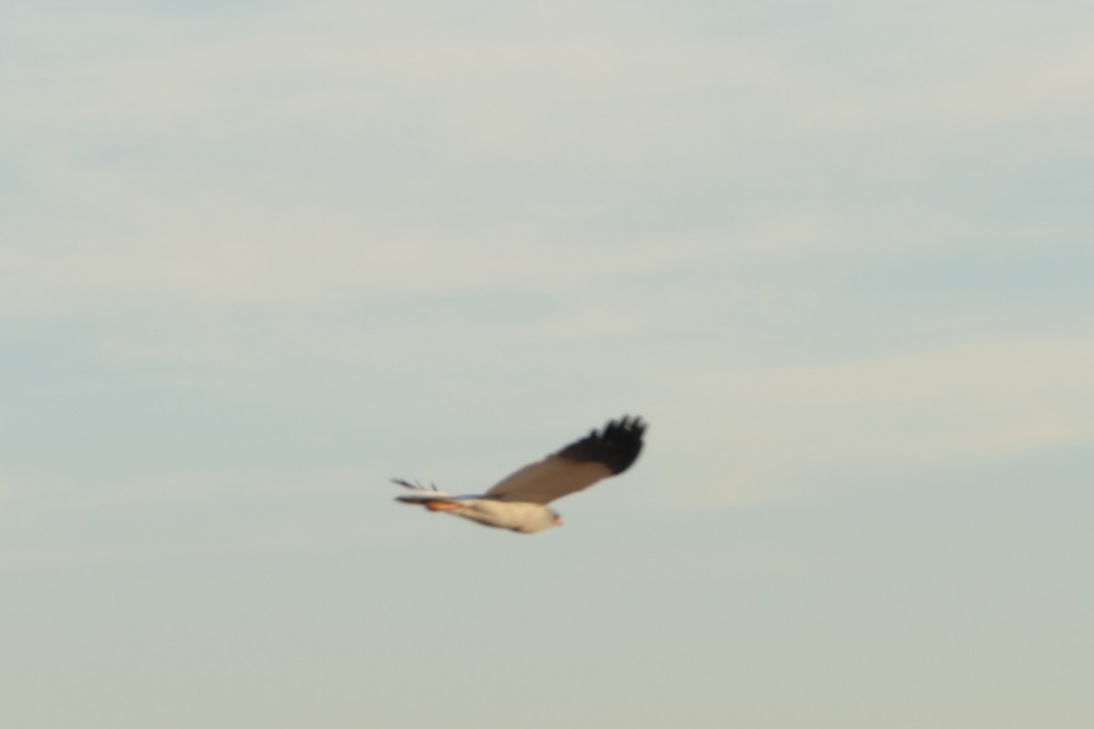 Pale Chanting-Goshawk - ML643751640