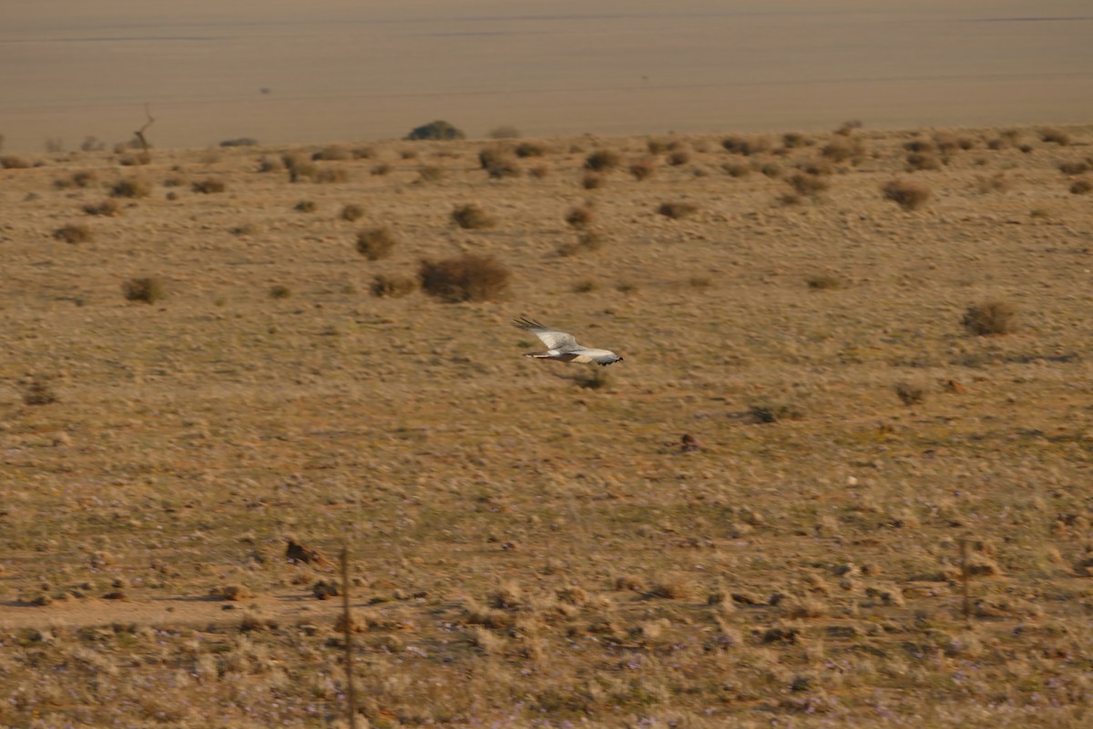 Pale Chanting-Goshawk - ML643751641