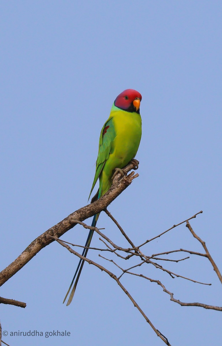 Plum-headed Parakeet - ML643751642