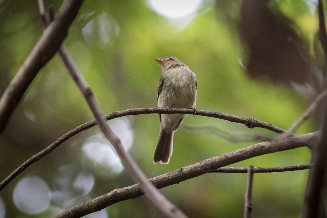 Euler's Flycatcher - ML643751647