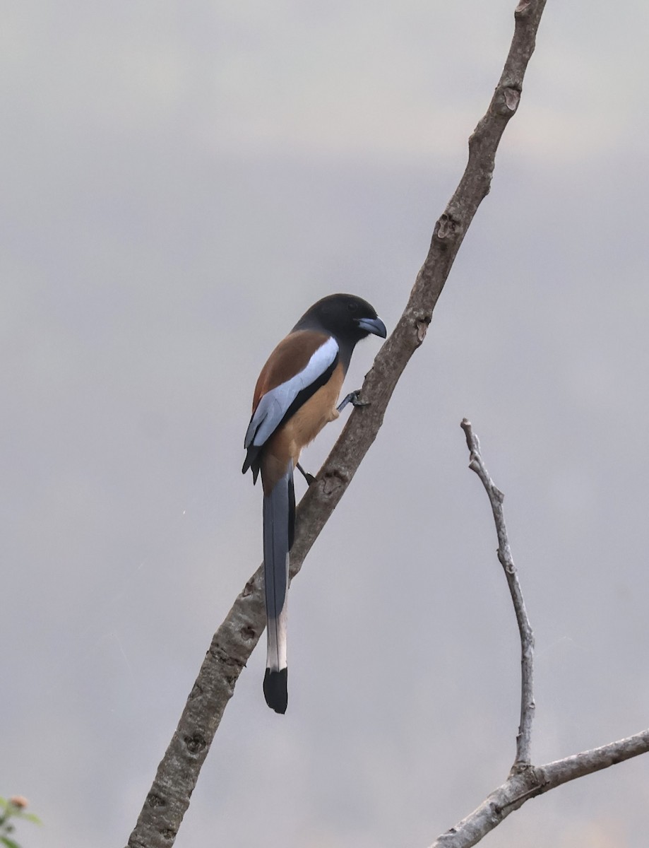 Rufous Treepie - ML643751648