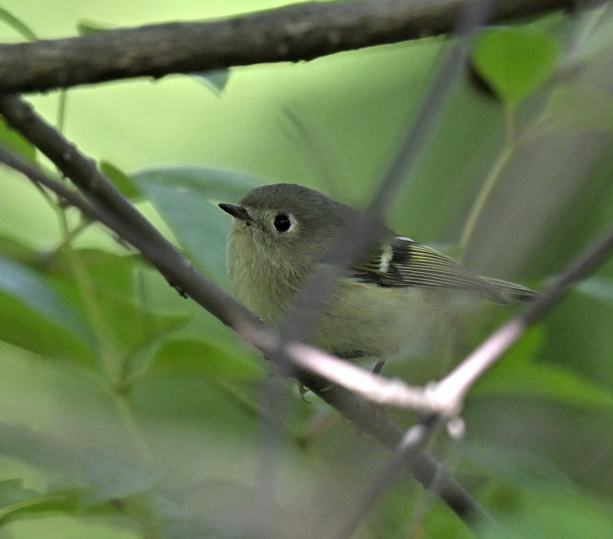 Ruby-crowned Kinglet - ML643751650