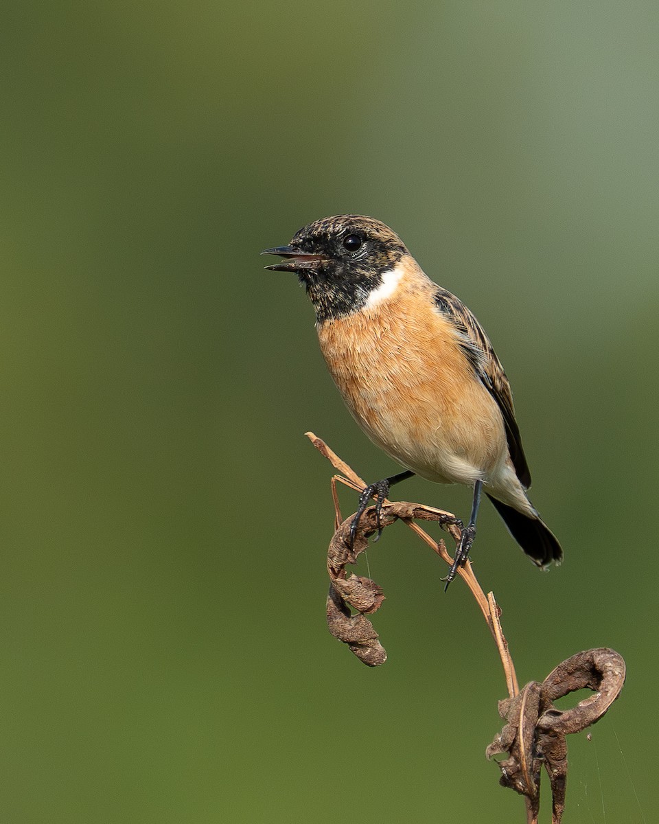 Siberian Stonechat - ML643751651