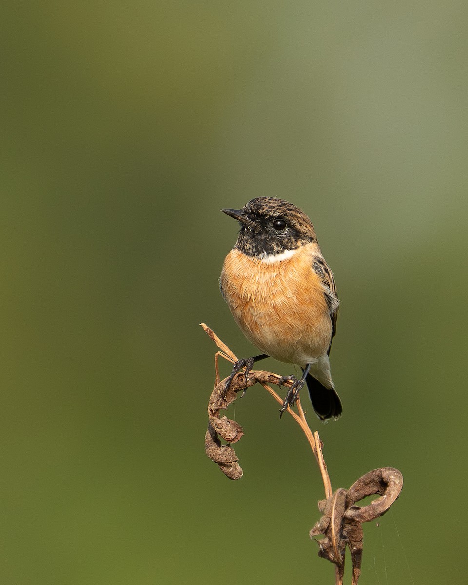 Siberian Stonechat - ML643751652