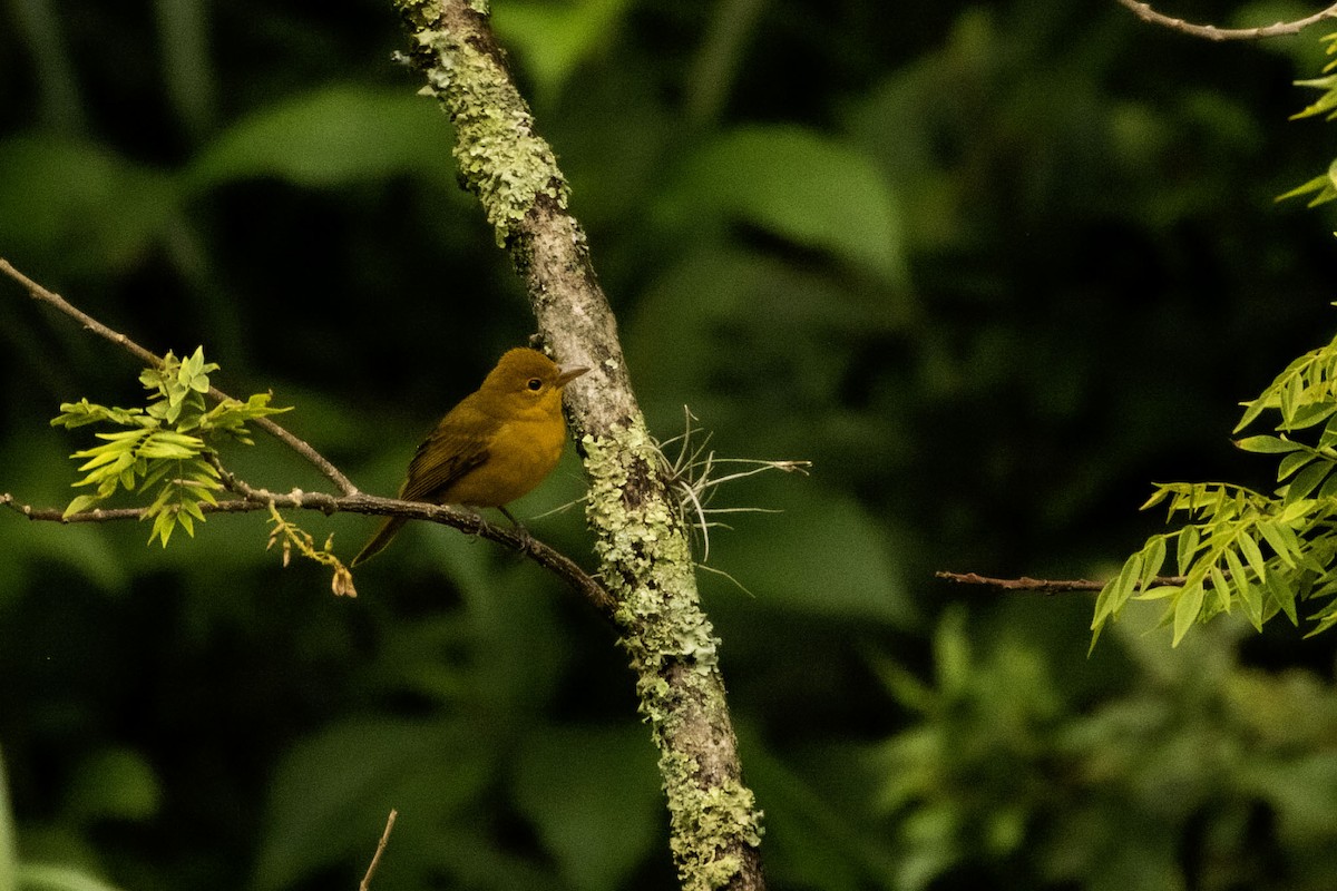 Summer Tanager - ML643751654