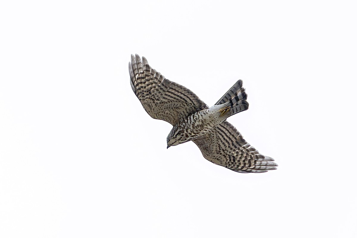 Japanese Sparrowhawk - ML643751656