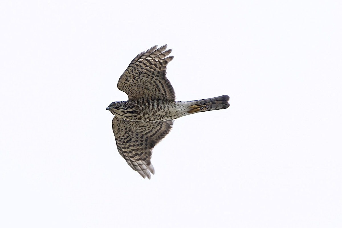 Japanese Sparrowhawk - ML643751657