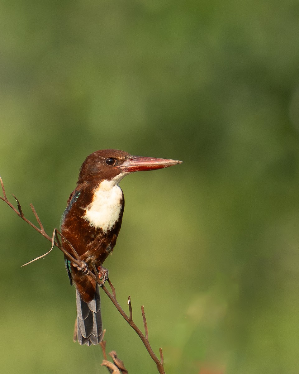 White-throated Kingfisher - ML643751658