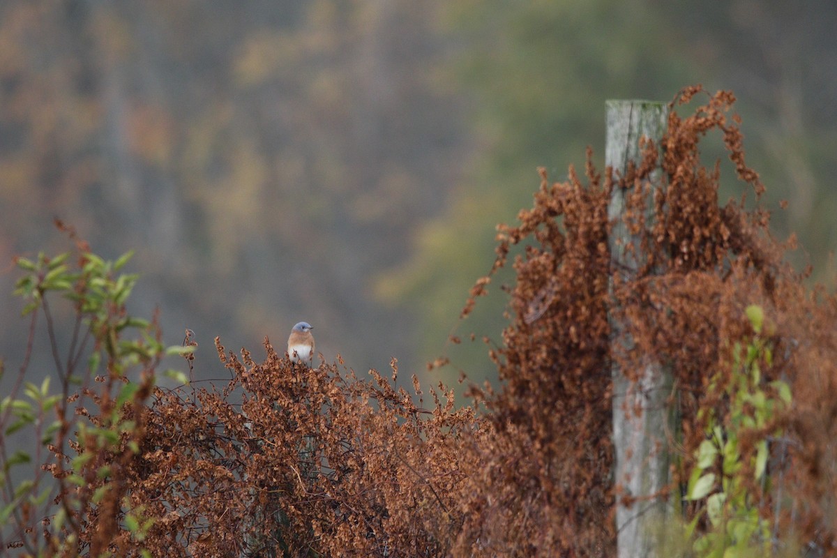 Eastern Bluebird - ML643751660