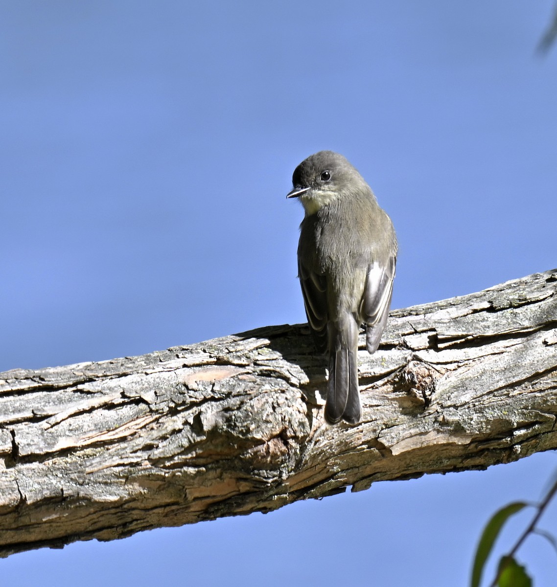 Eastern Phoebe - ML643751661