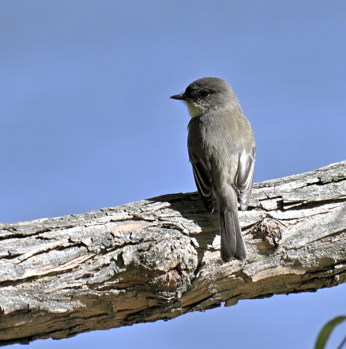 Eastern Phoebe - ML643751662