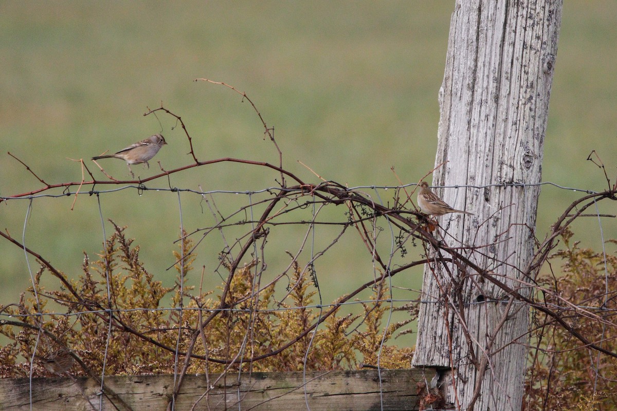 White-crowned Sparrow - ML643751665
