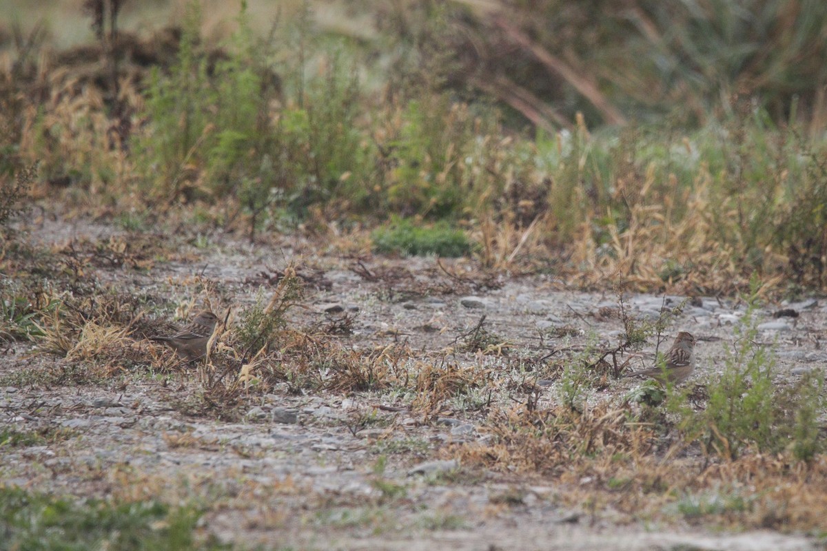 White-crowned Sparrow - ML643751666