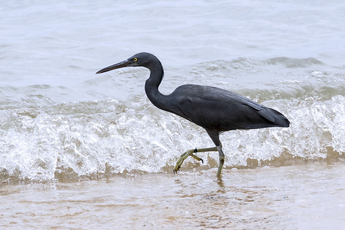 Pacific Reef-Heron - ML643751668